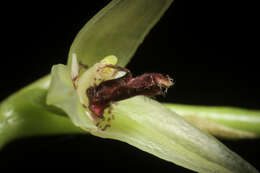 Image of Bulbophyllum tripetalum Lindl.