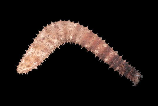 Image of Bottleneck Sea Cucumber