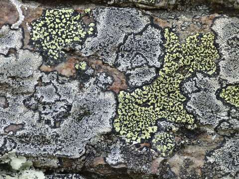 Image of Yellow map lichen;   World map lichen