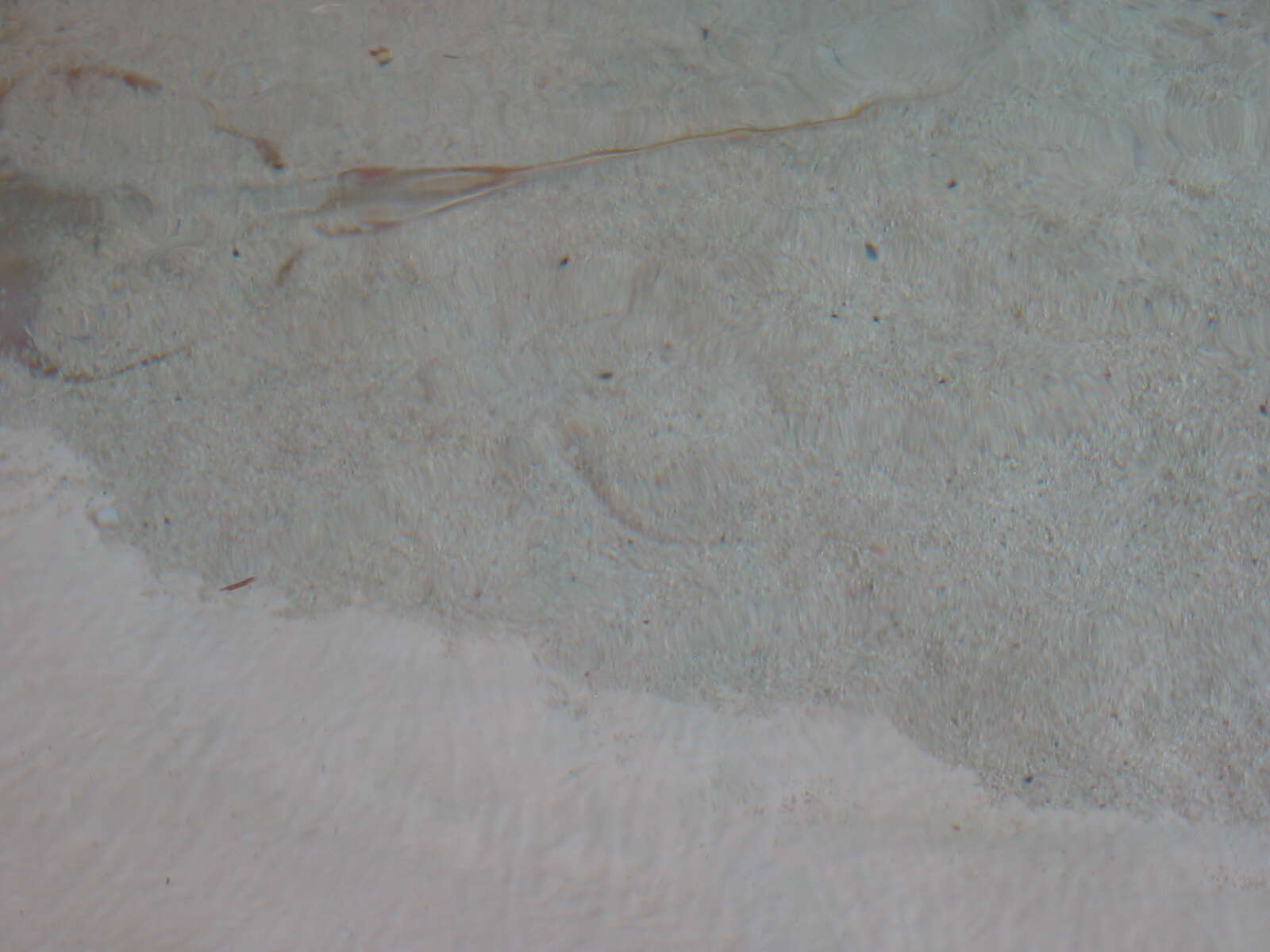 Image of Atlantic Stingray