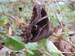 Image of Bamboo Tree Brown