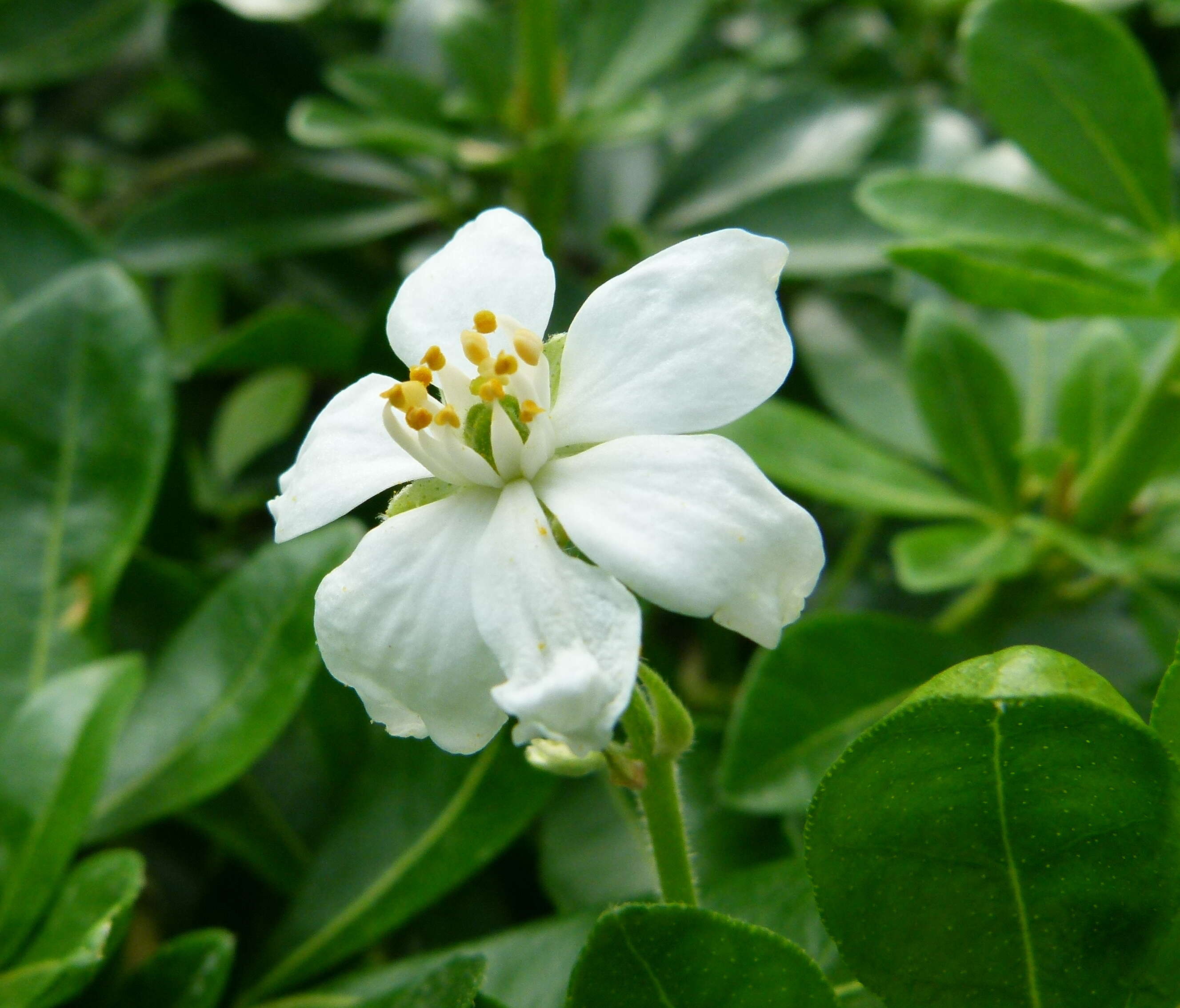 Image of Mexican Orange Blossom