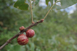 Image of Dryocosmus imbricariae