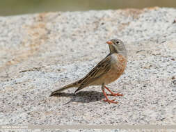 Image of Grey-necked Bunting