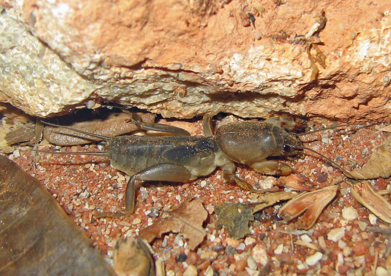 Image of mole crickets