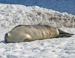 Image of Weddell seal