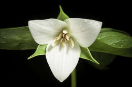 Imagem de Trillium sulcatum T. S. Patrick