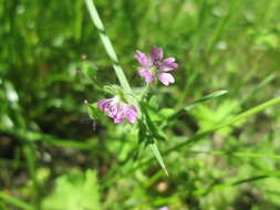 Image of Small-flowered Cranesbill