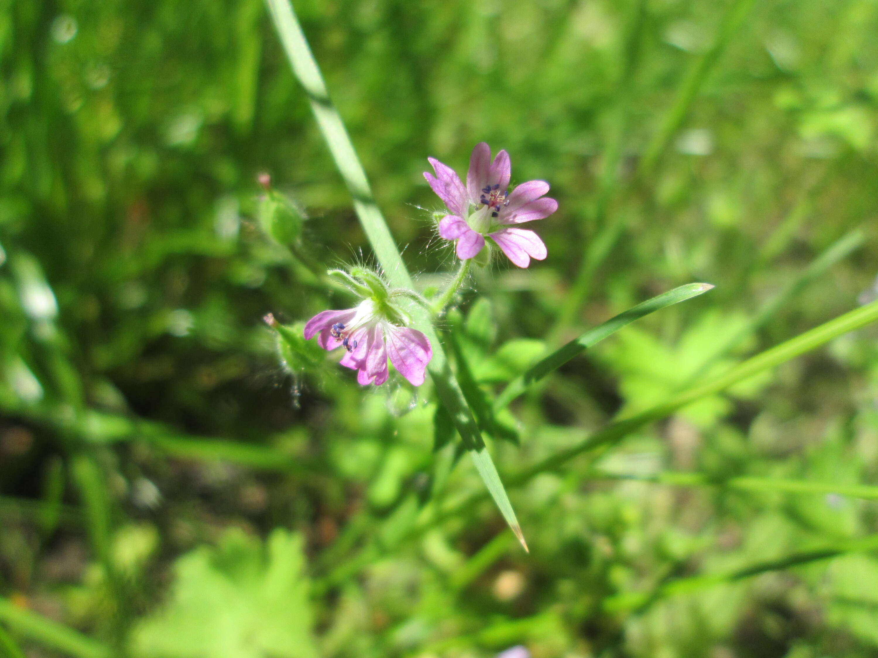 Image of Small-flowered Cranesbill