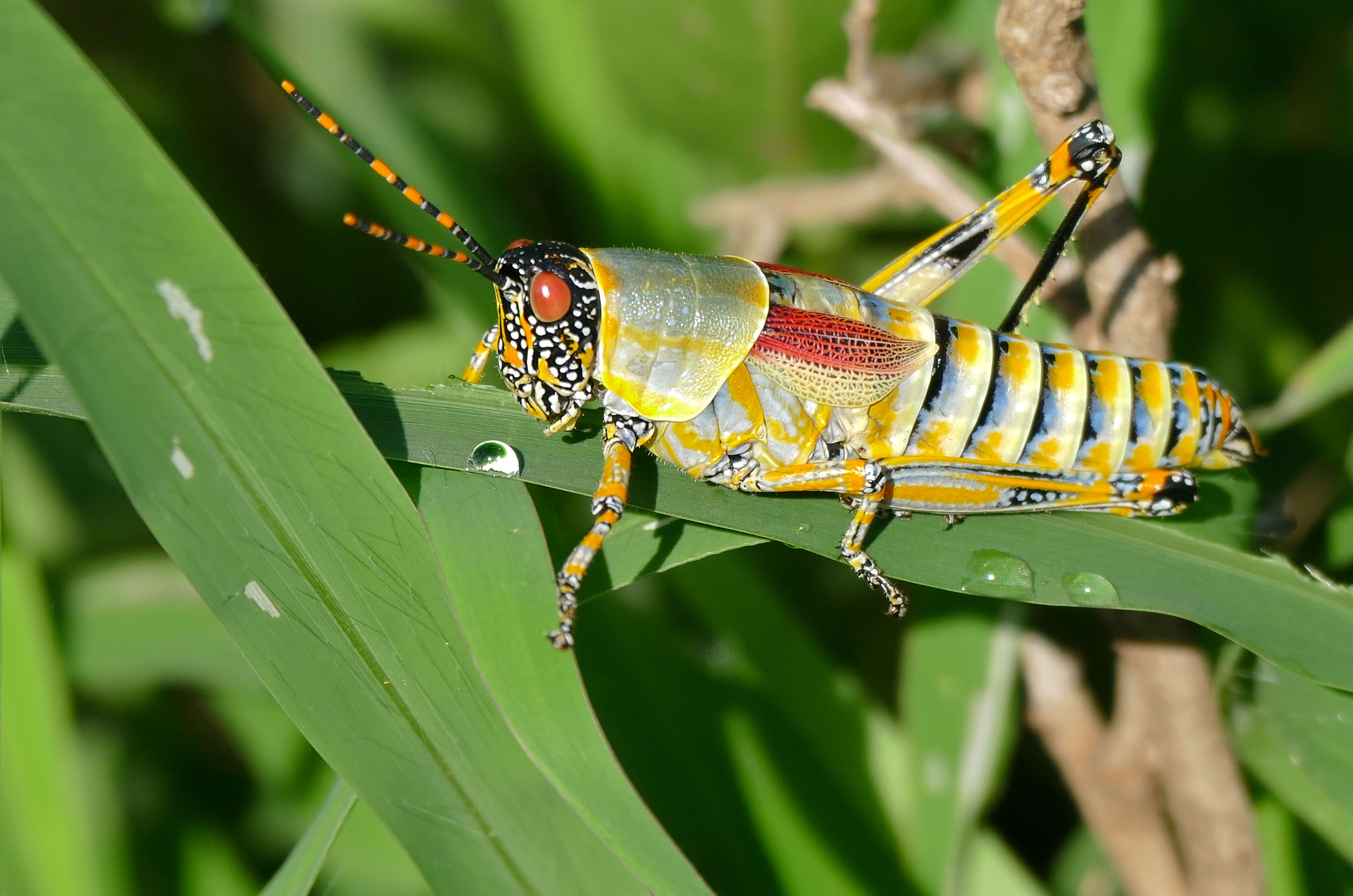 Plancia ëd Zonocerus elegans (Thunberg 1815)