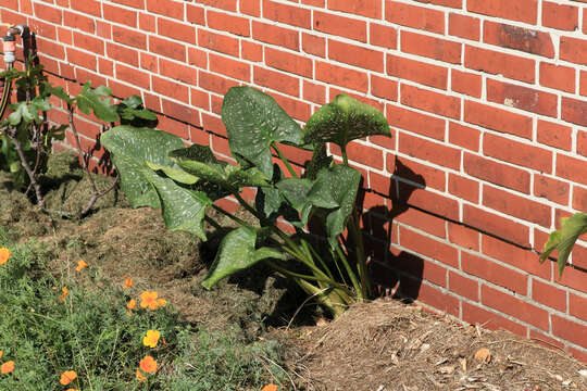 Image of calla lily