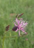 Plancia ëd Crupina vulgaris (Pers.) Cass.