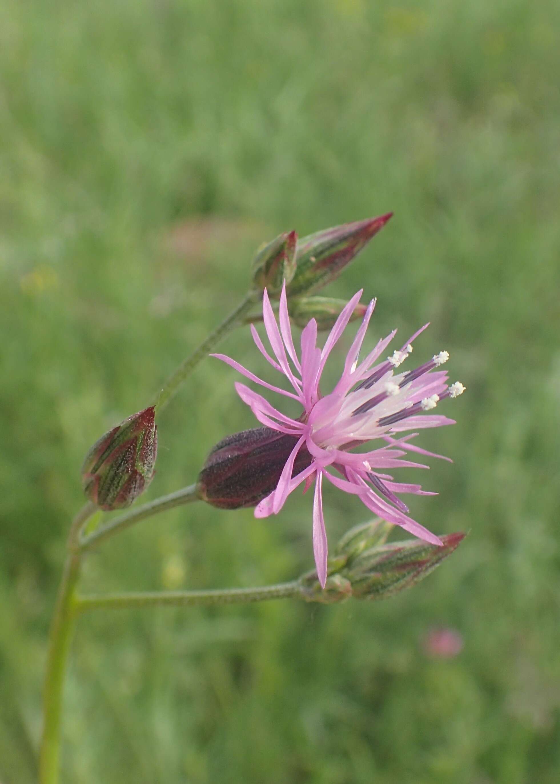 Plancia ëd Crupina vulgaris (Pers.) Cass.