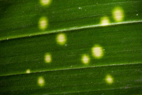 Image of Phaius flavus (Blume) Lindl.