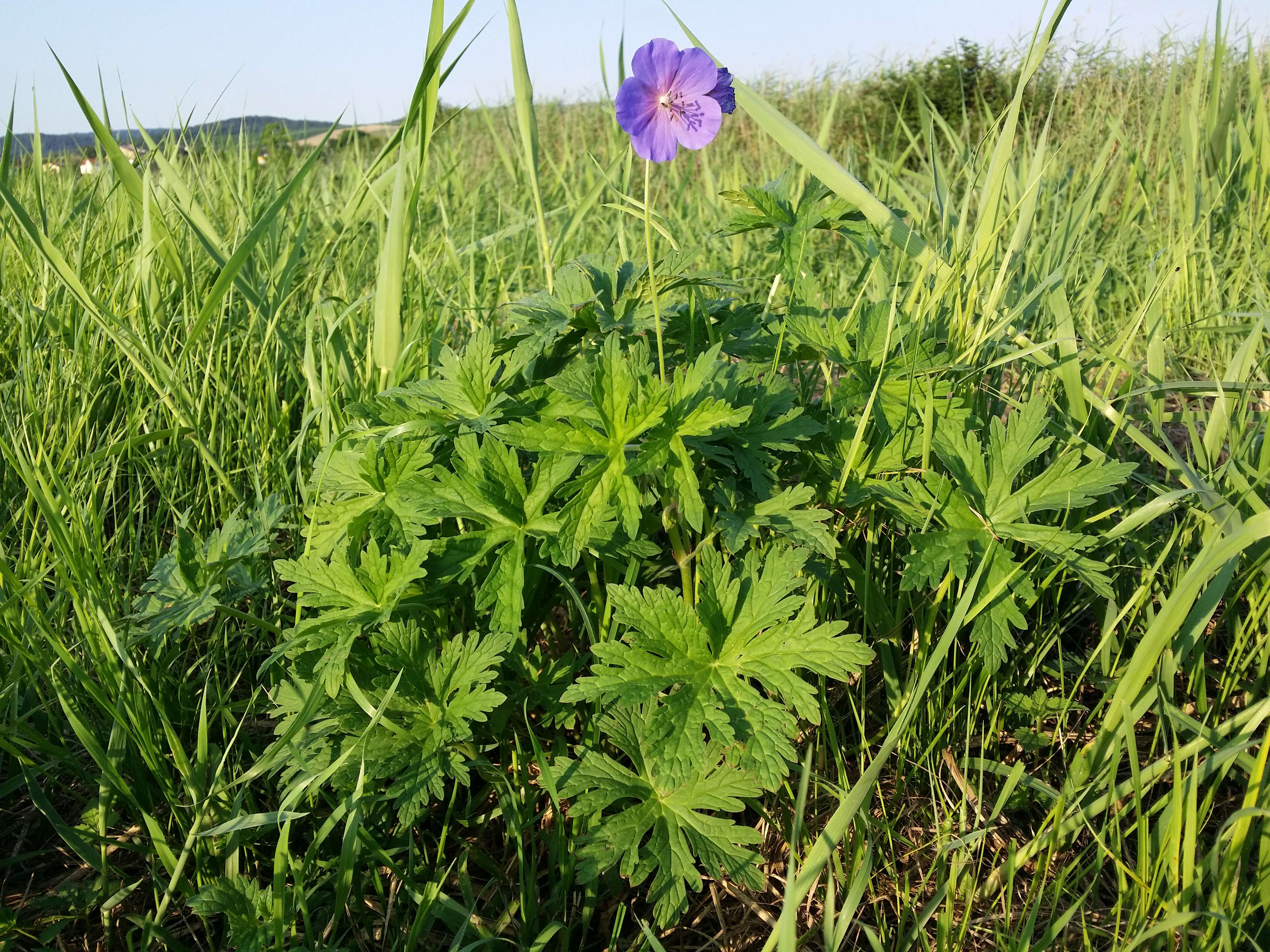 Sivun Kyläkurjenpolvi kuva