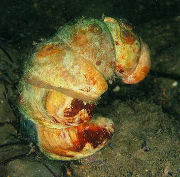 Image of Common slipper shell