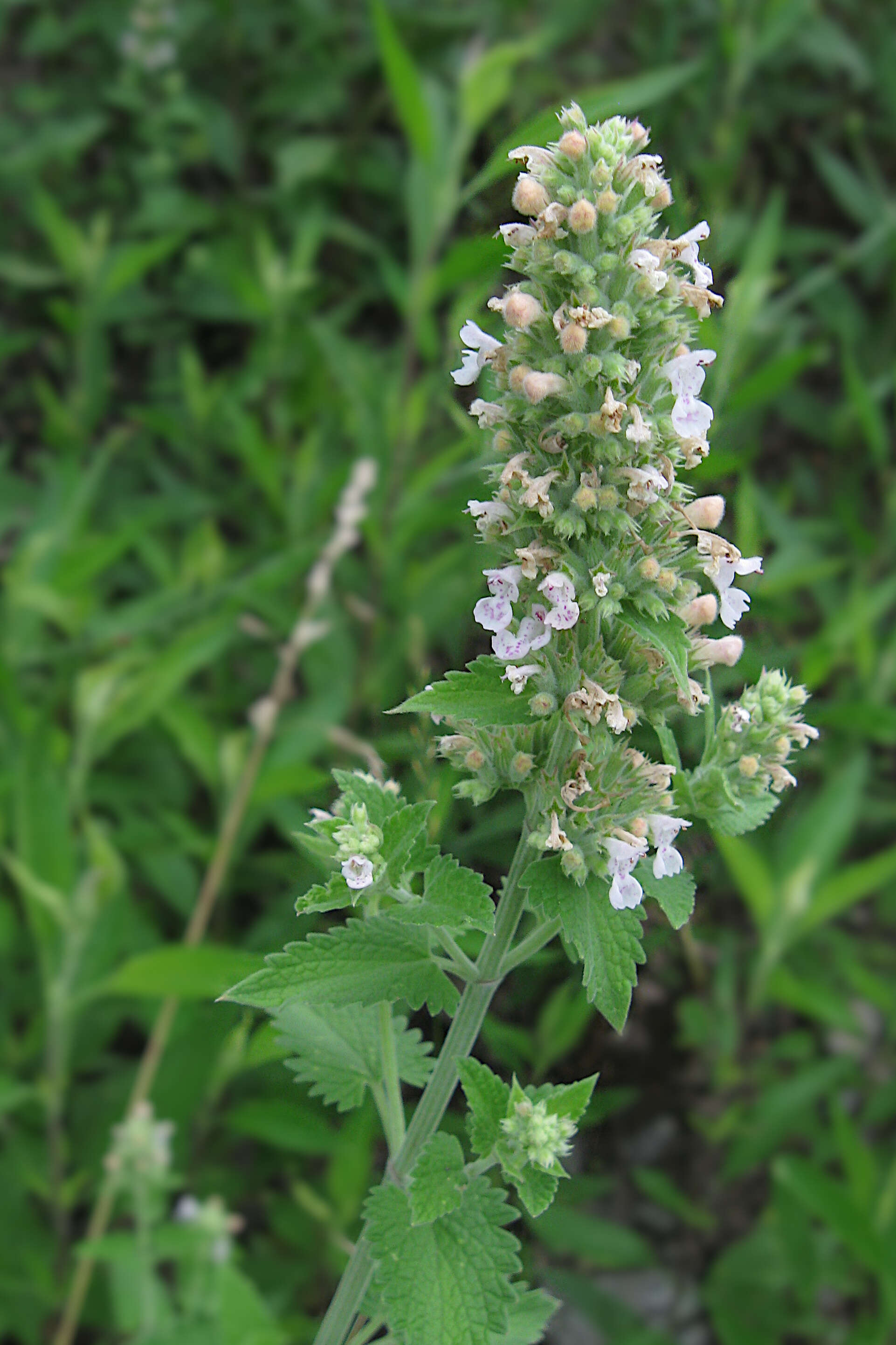 Image of Catnip