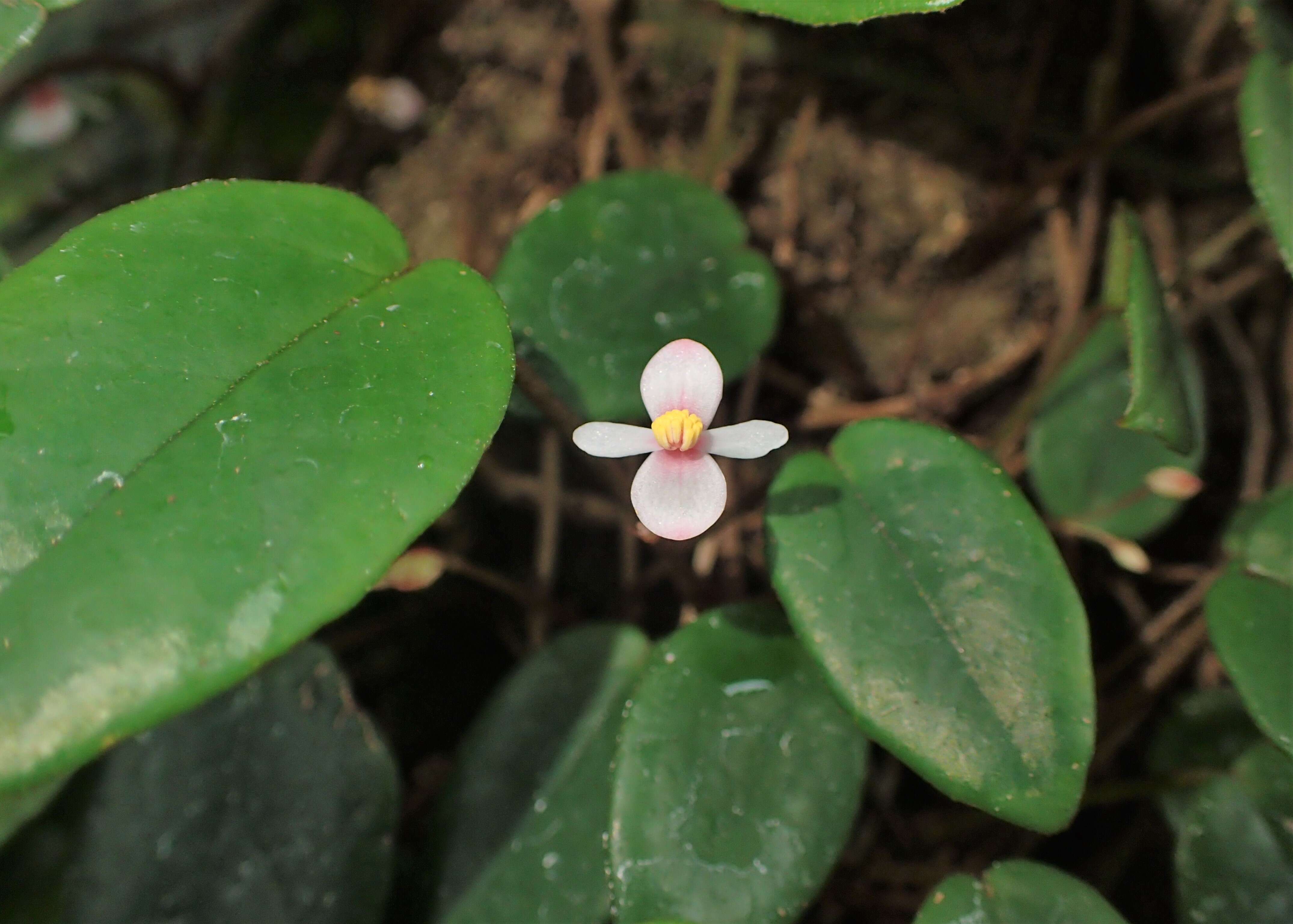 Слика од Begonia elaeagnifolia Hook. fil.