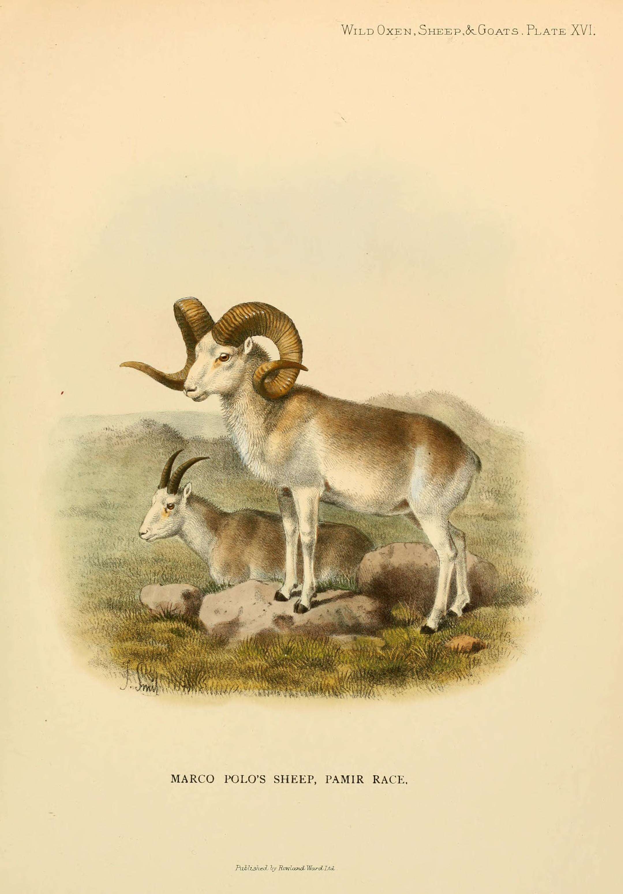 Image of Marco Polo sheep