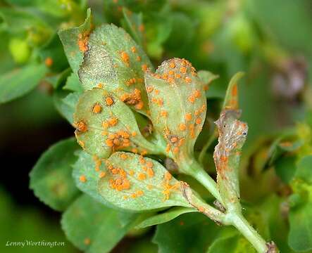 Image of cancer weed