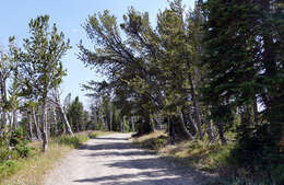 Image of whitebark pine