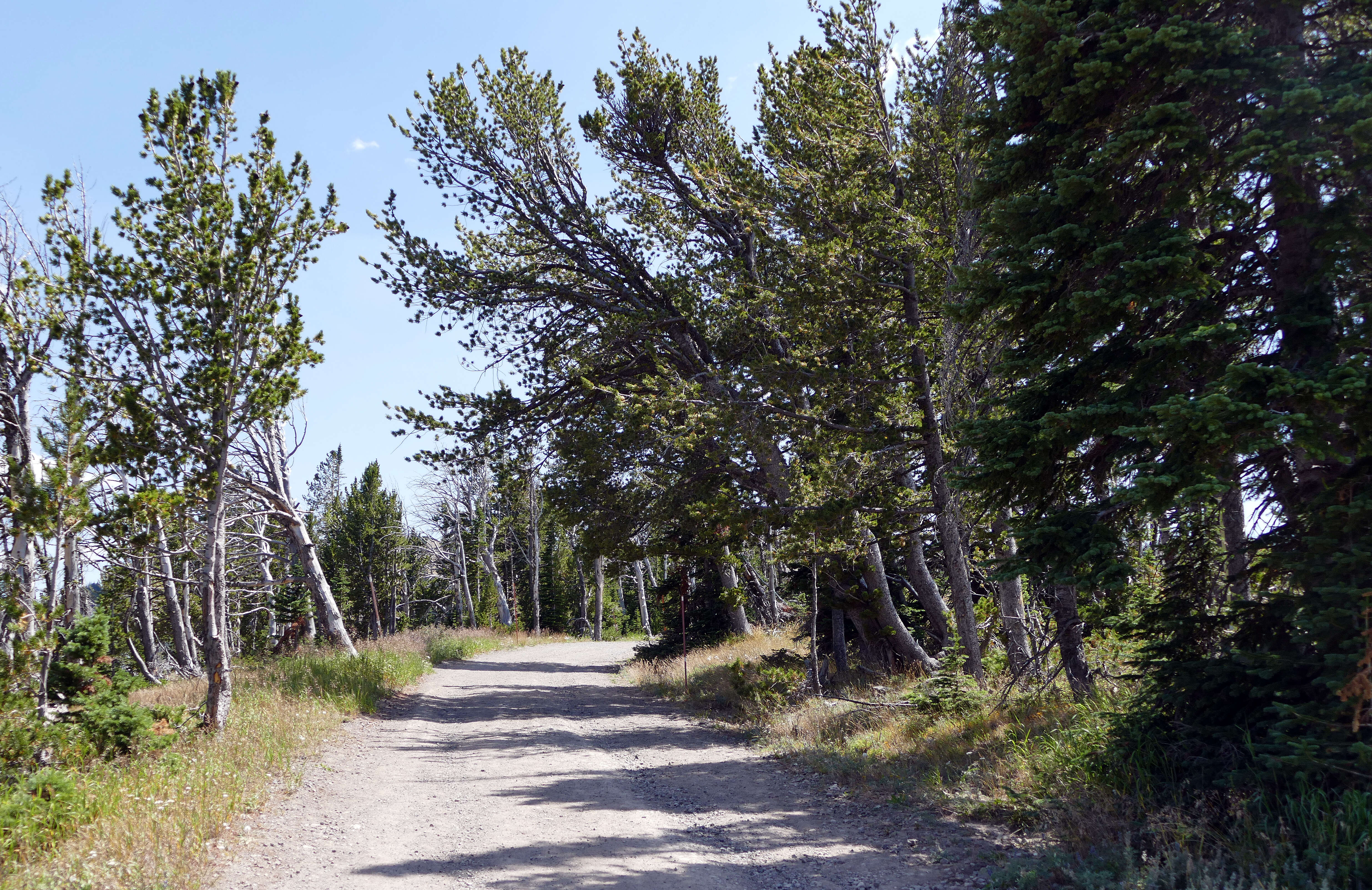 Image of whitebark pine