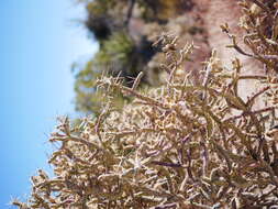 Image of branched pencil cholla