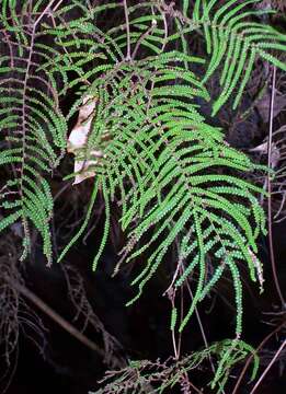 Image de Gleichenia dicarpa R. Br.