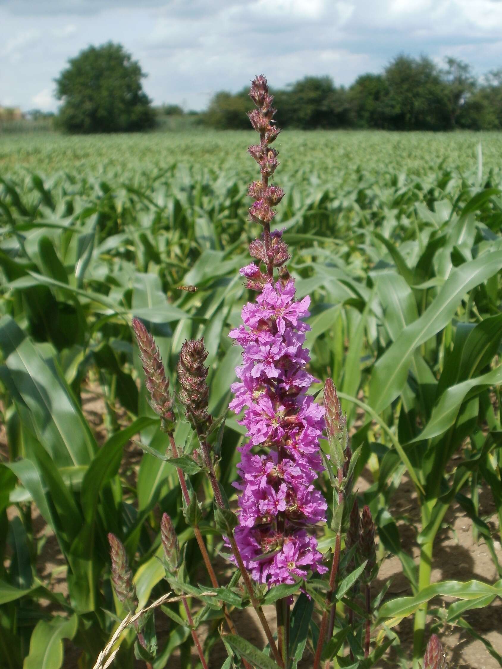 Image of Purple Loosestrife