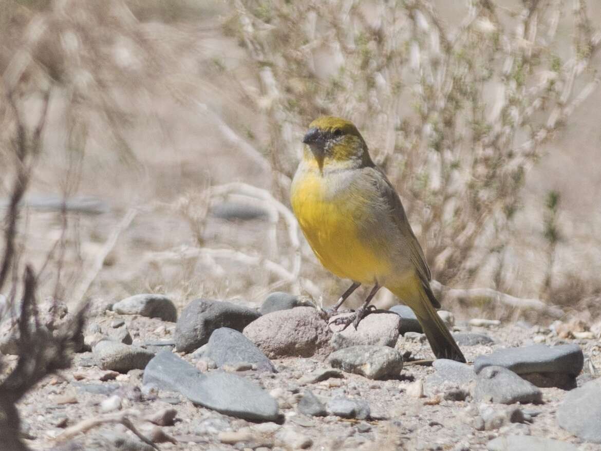 Image of Puna Yellow Finch