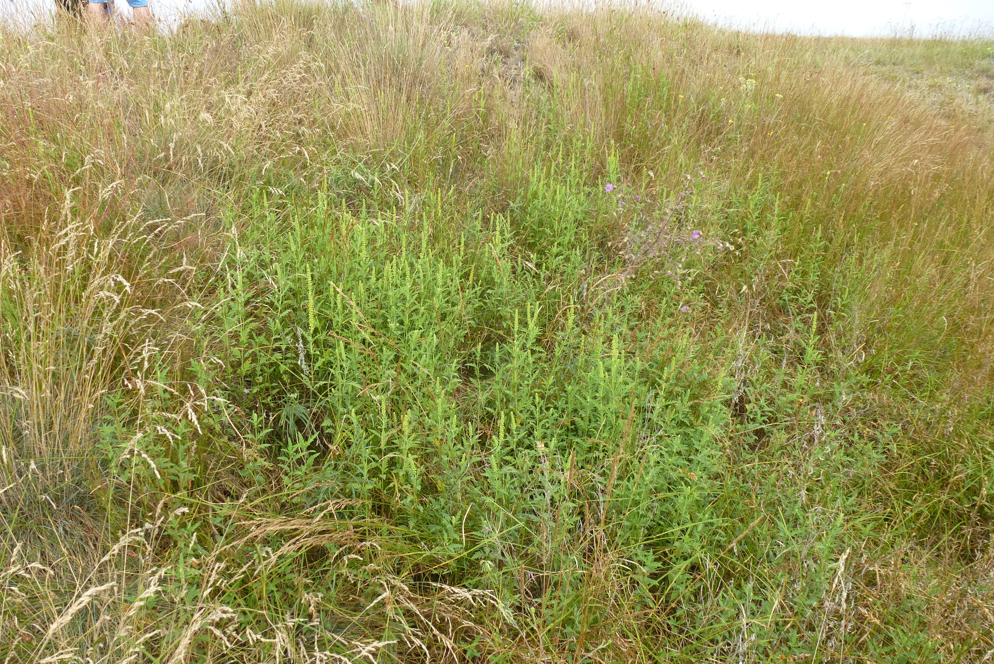 Image of Cuman ragweed