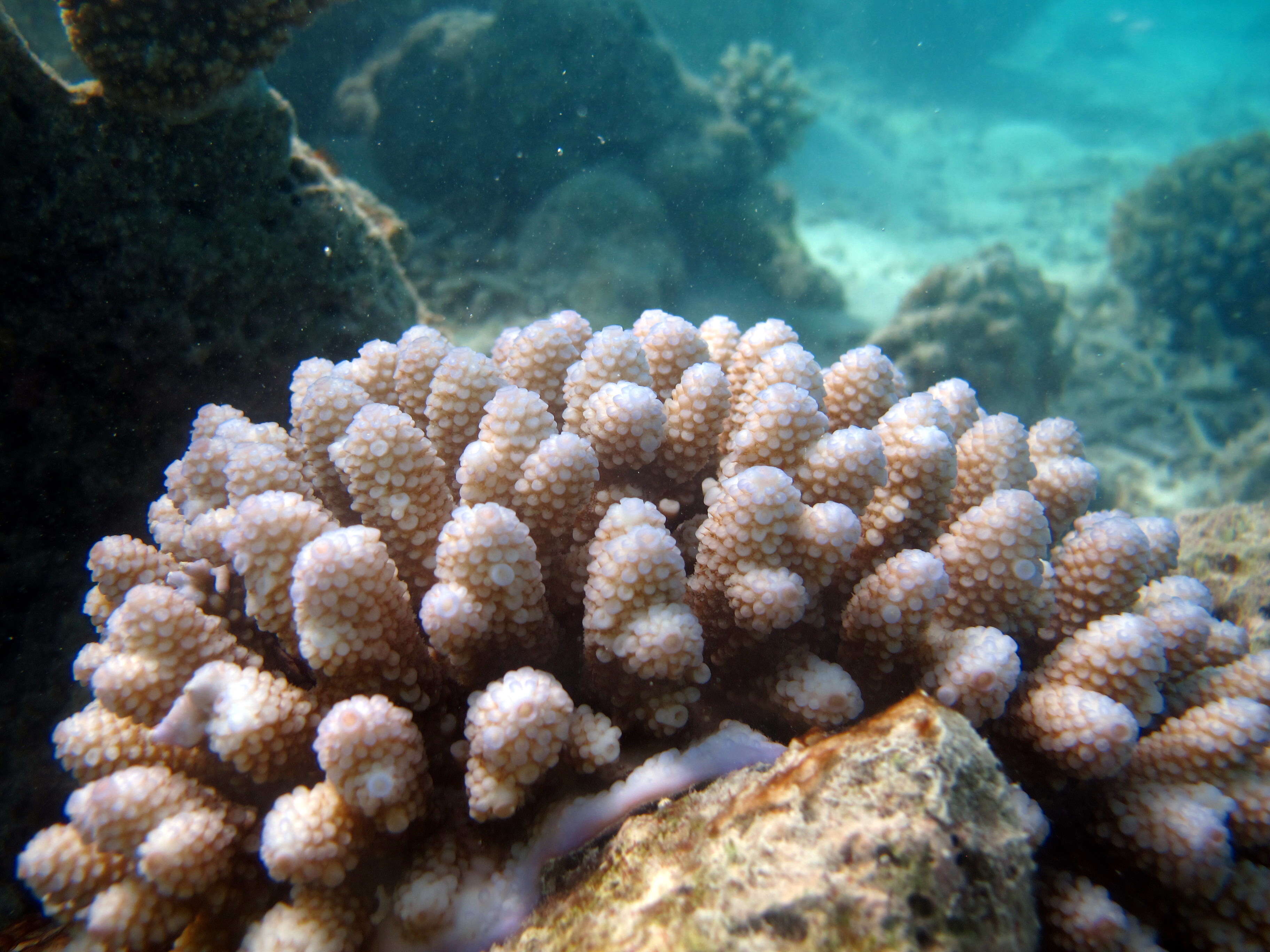 Image of Staghorn coral