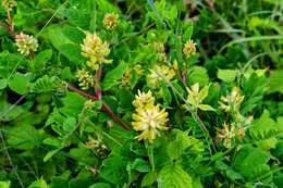 Image of licorice milkvetch