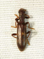 Image of Cymatodera