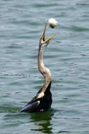 Image of Oriental Darter