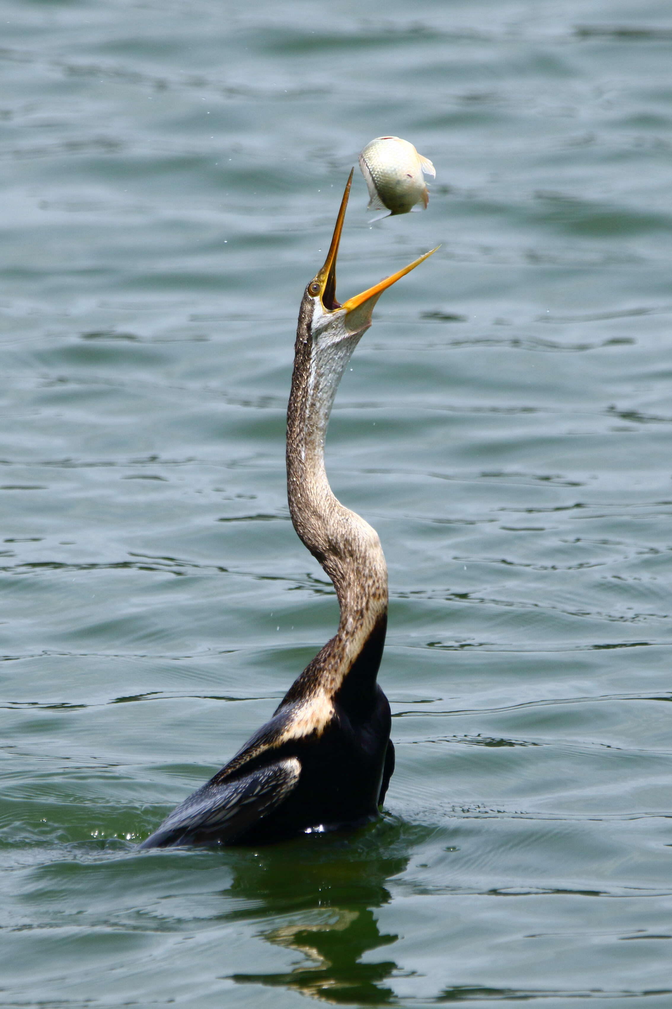 Image of Oriental Darter