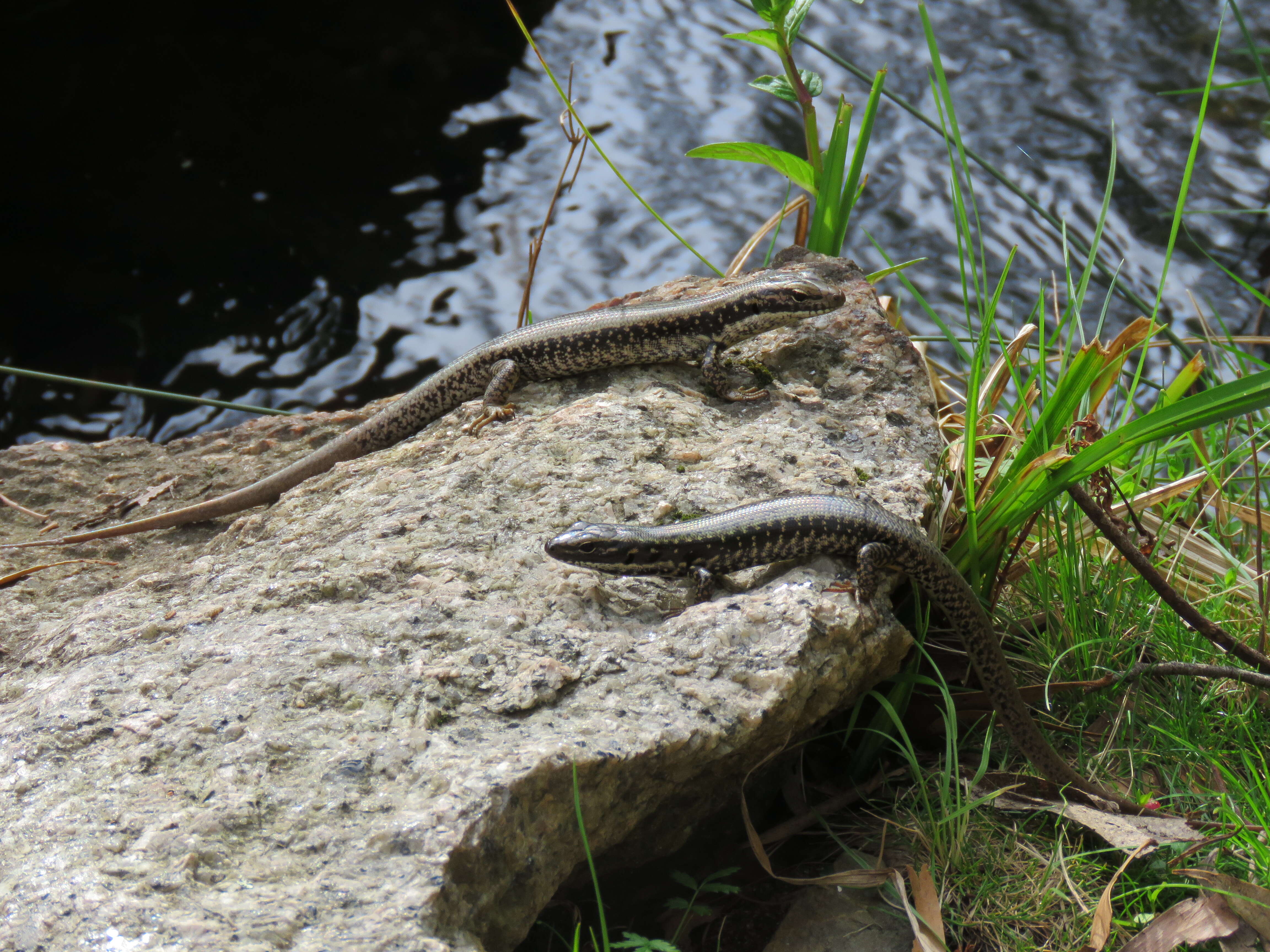 Image of Warm-temperate Water-skink