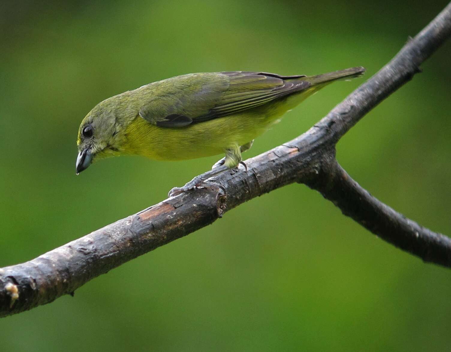 Image of Thick-billed Euphonia