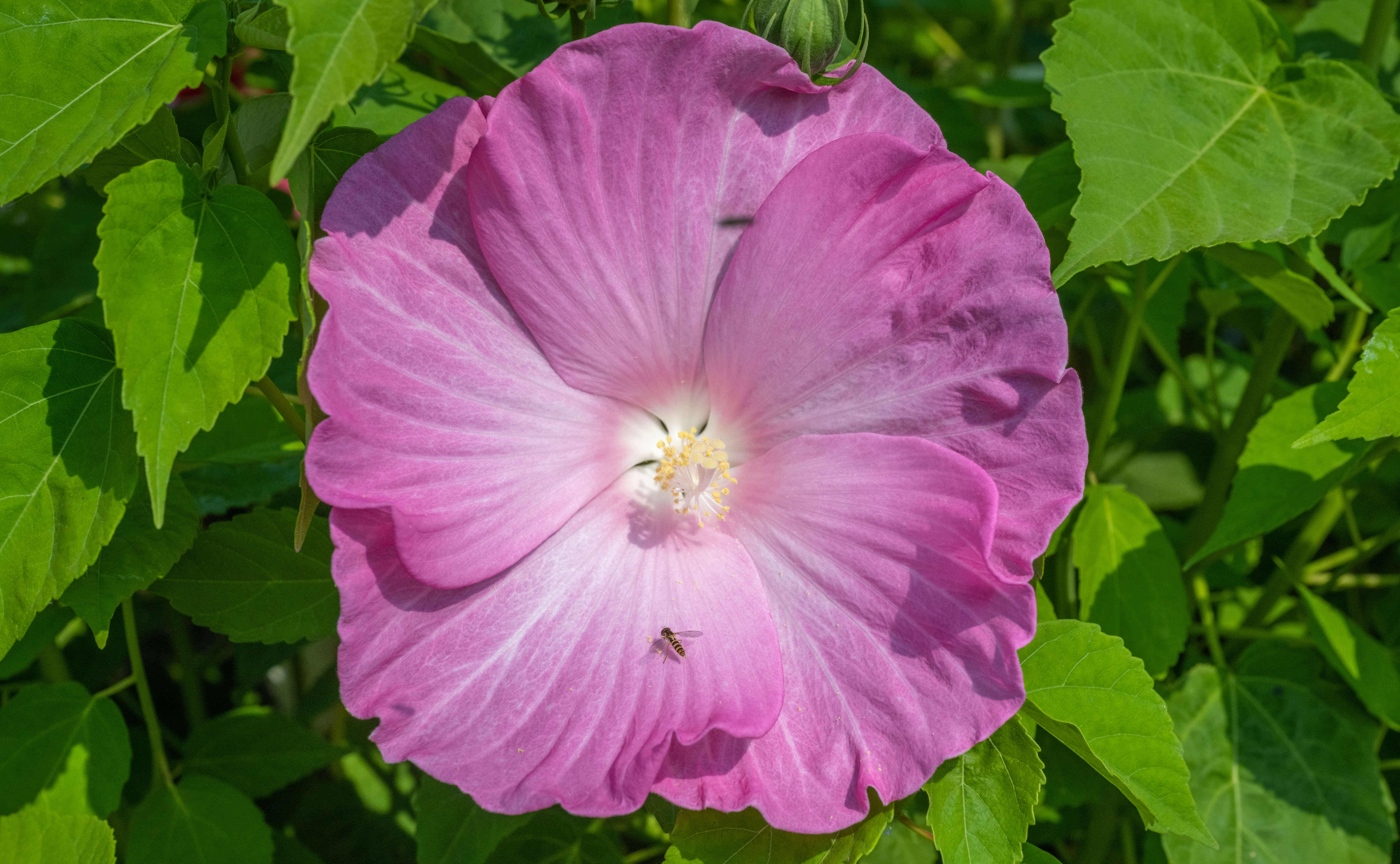 Image of crimsoneyed rosemallow