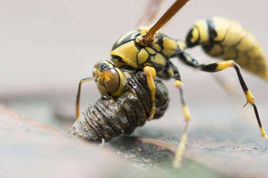 Image of Polistes rothneyi Cameron 1900