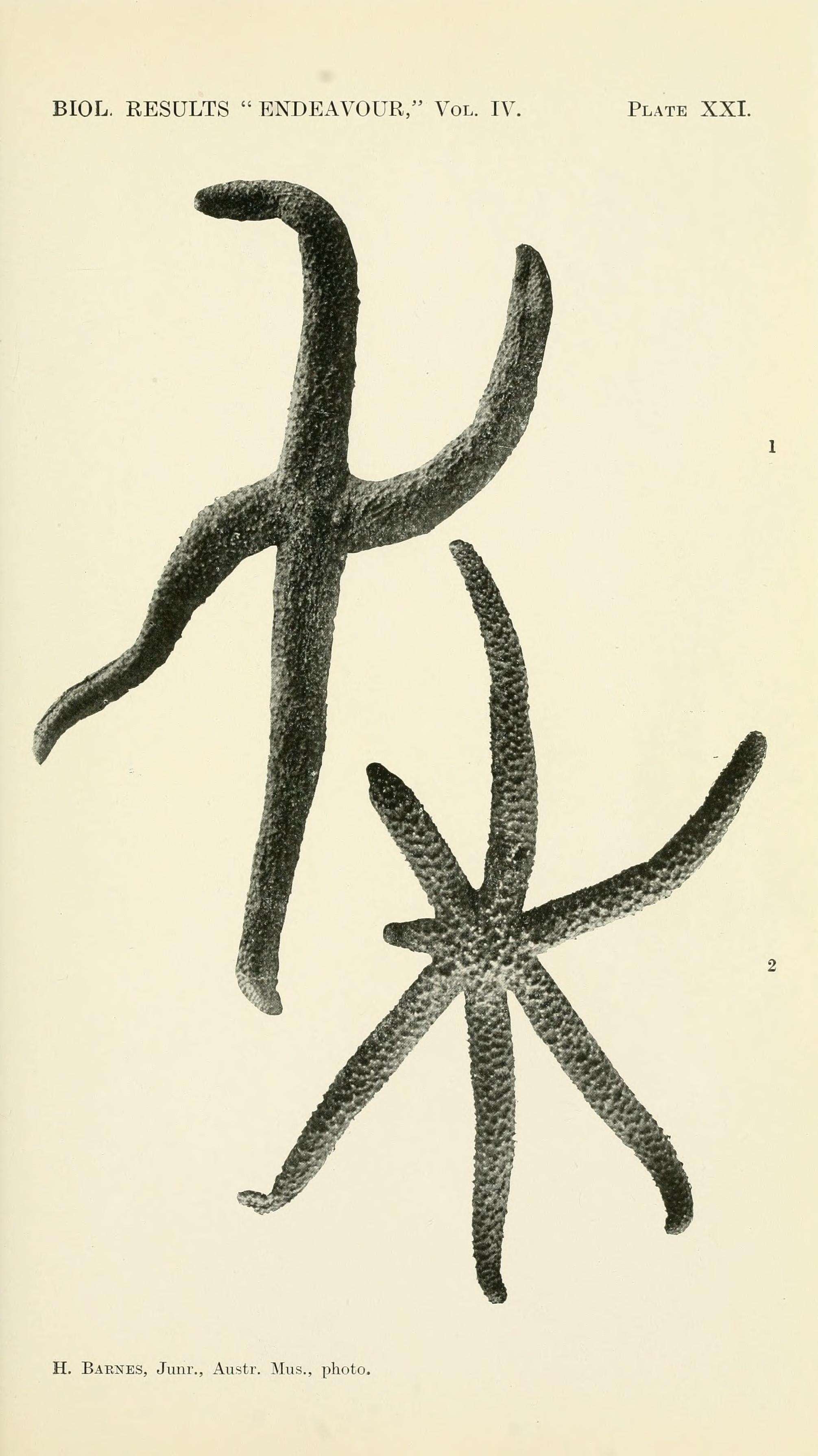 Echinaster luzonicus (Gray 1840) resmi