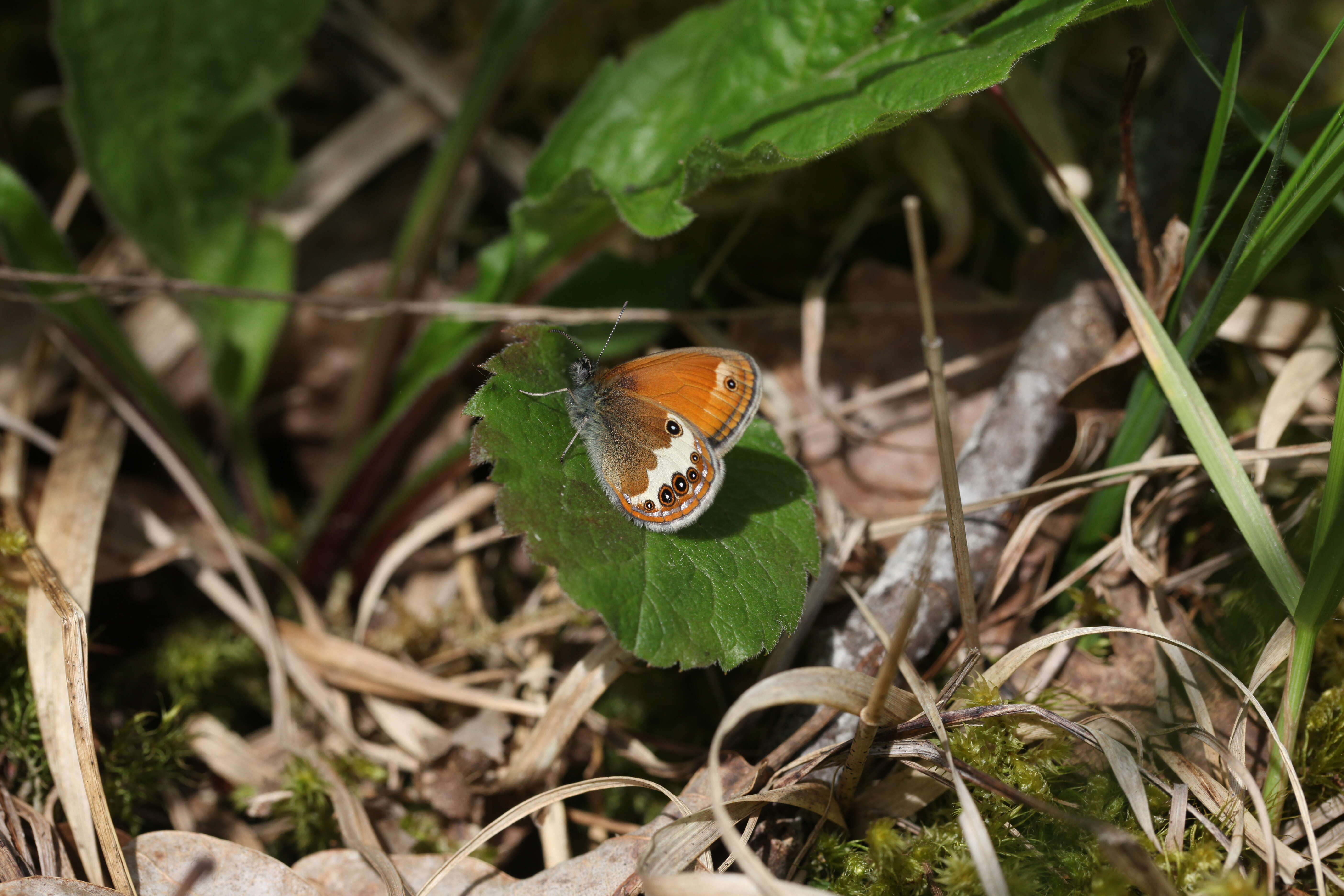 Coenonympha arcania Linnaeus 1761的圖片