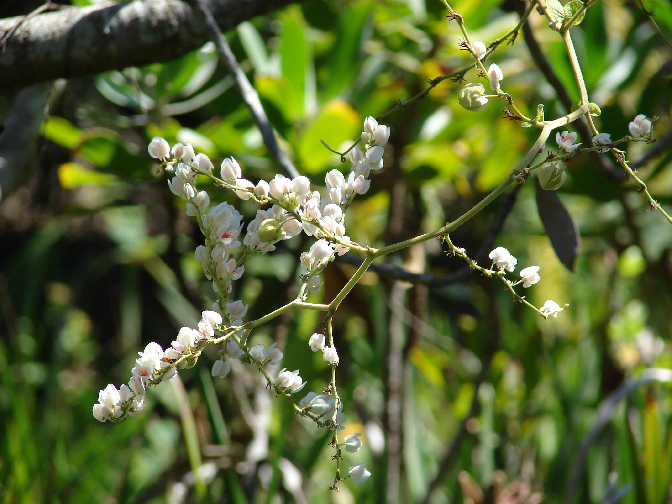 Image of antigonon