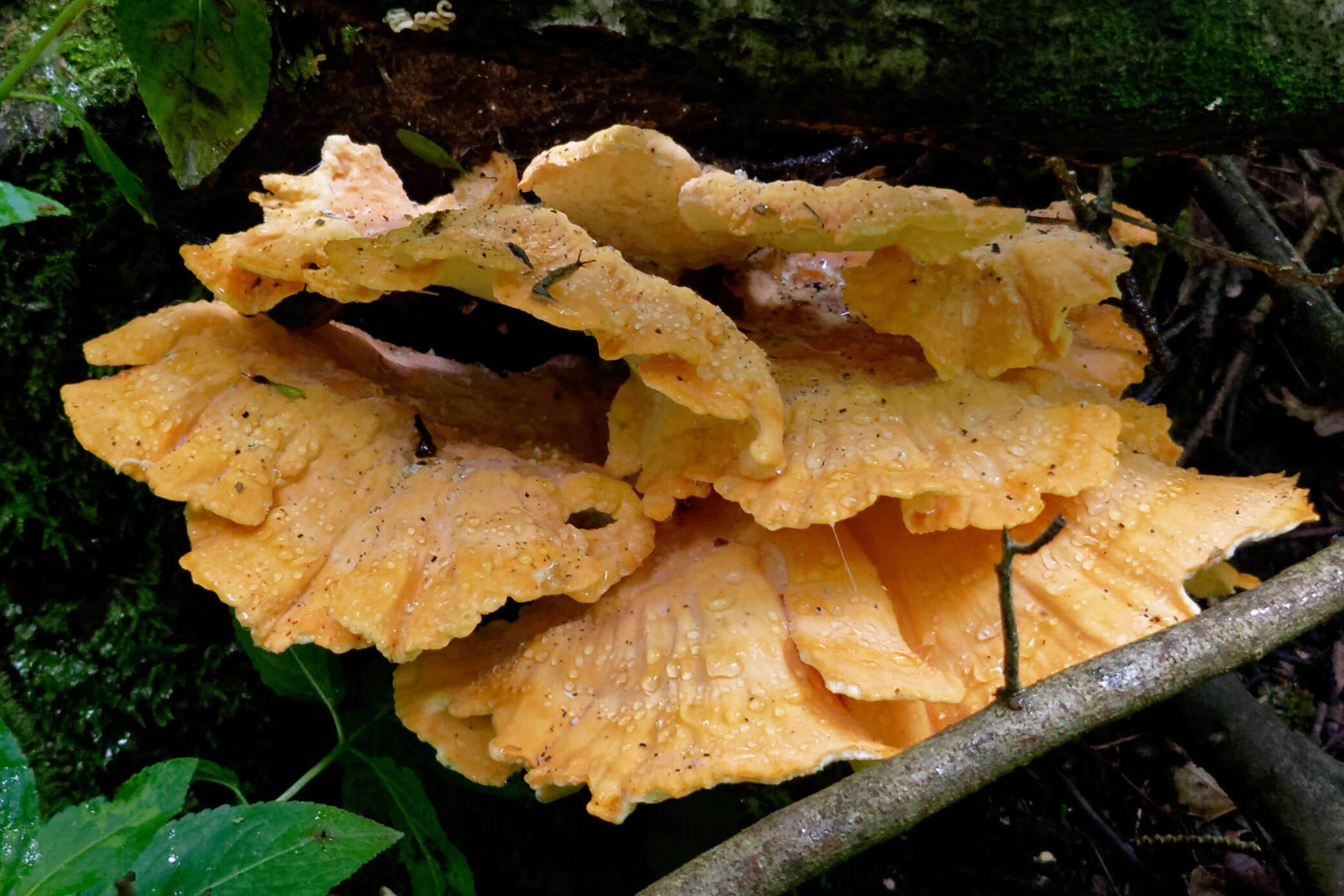 Image of Bracket Fungus