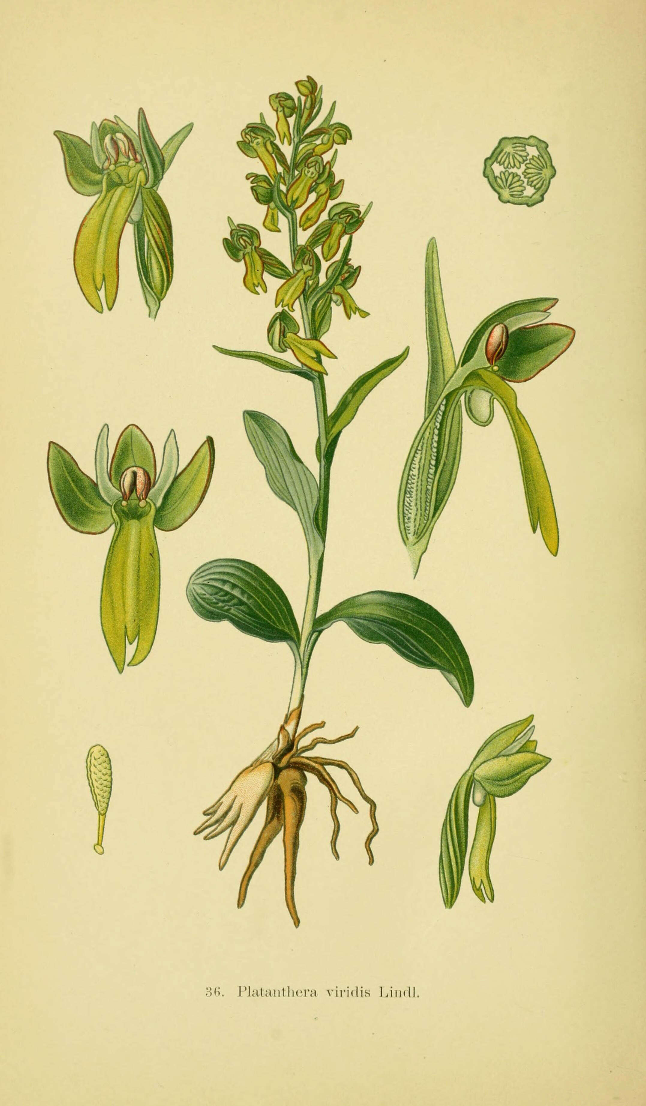 Plancia ëd Dactylorhiza viridis (L.) R. M. Bateman, Pridgeon & M. W. Chase