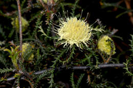 Image of Banksia kippistiana (Meissn.) A. R. Mast & K. R. Thiele