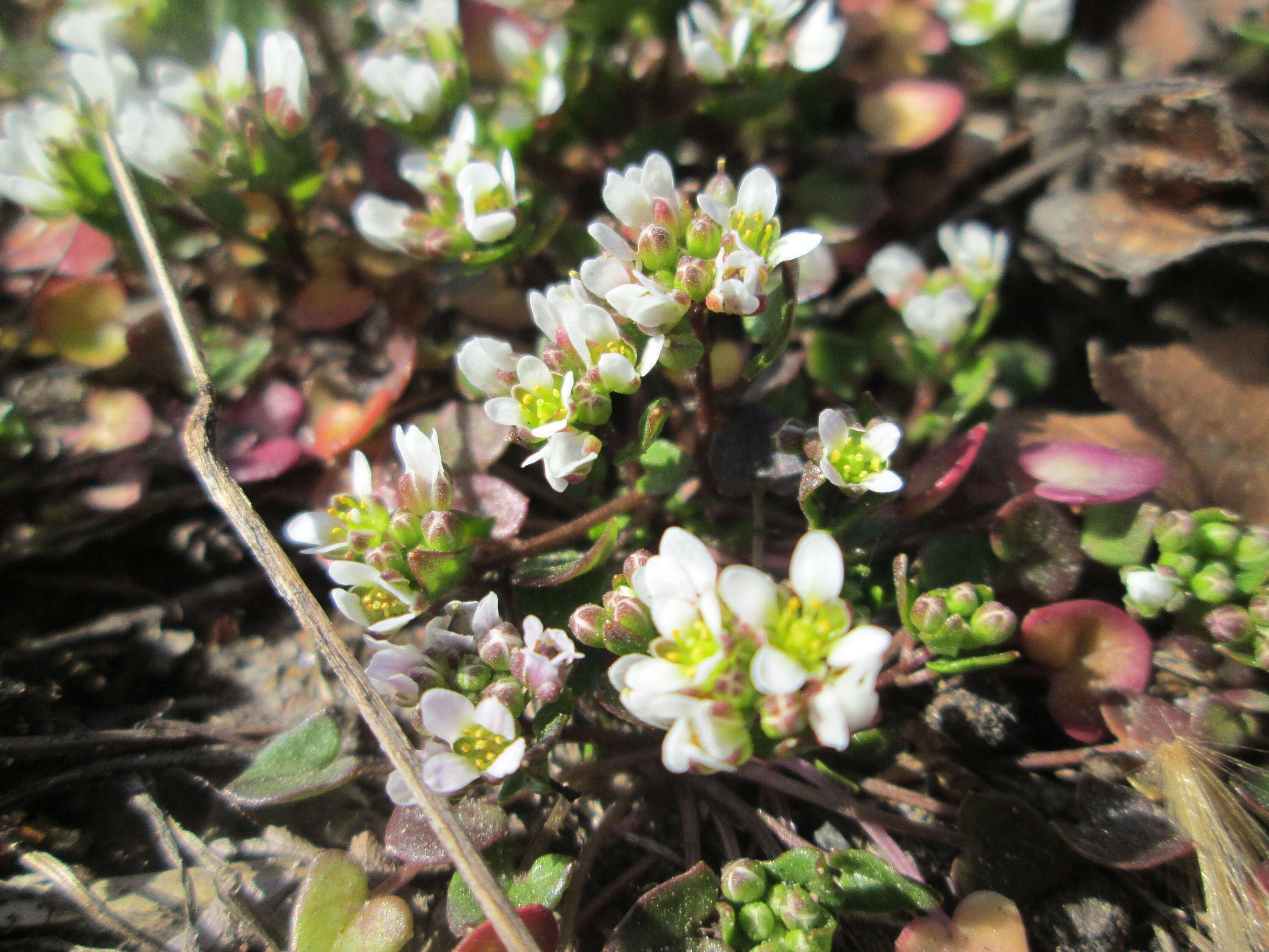 Imagem de Cochlearia danica L.