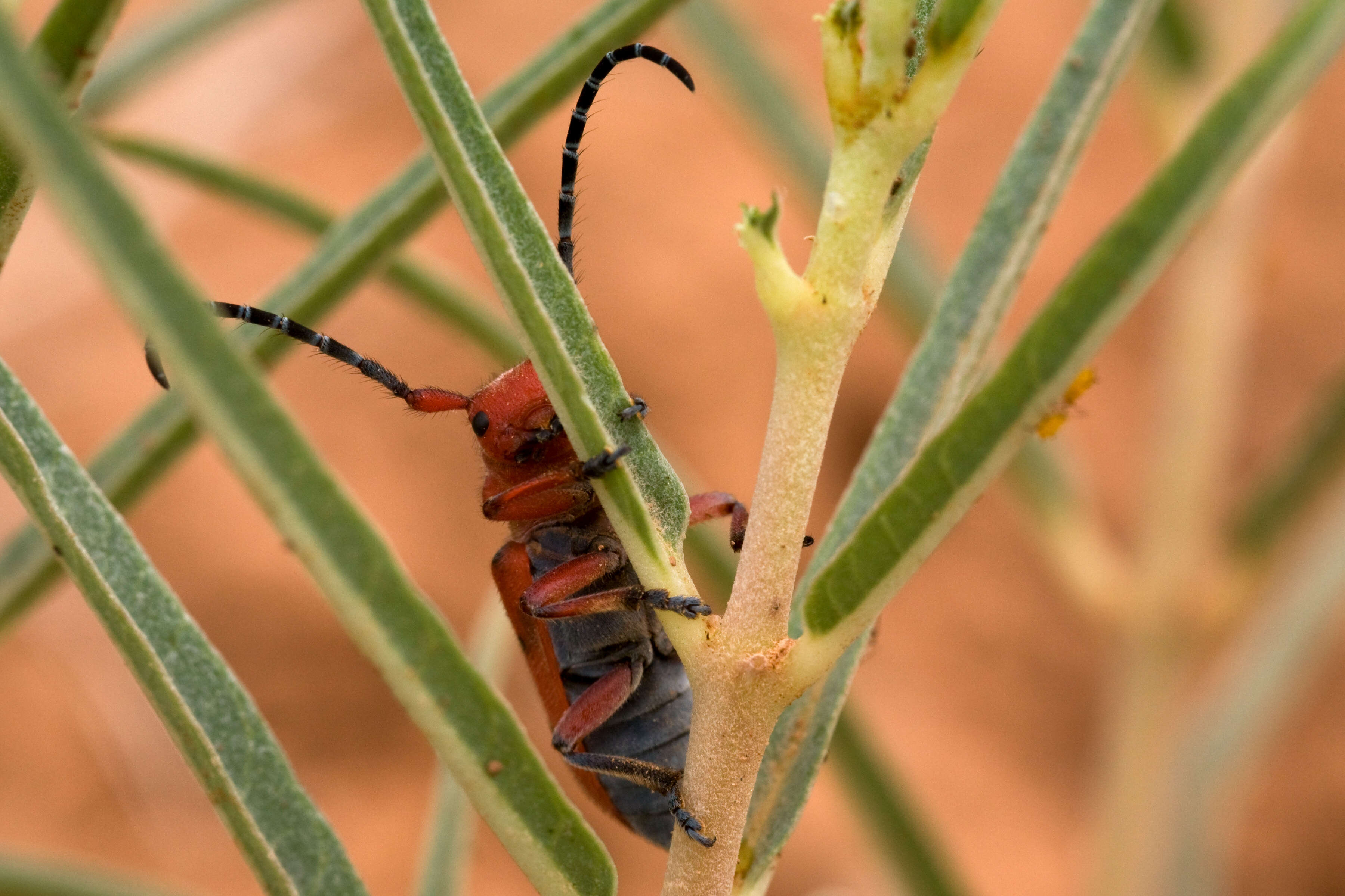 Image of Milkweed Longhorns