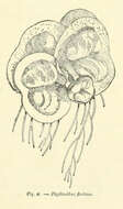 Image of Red Root Floater