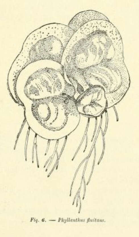 Sivun Phyllanthus fluitans Benth. ex Müll. Arg. kuva